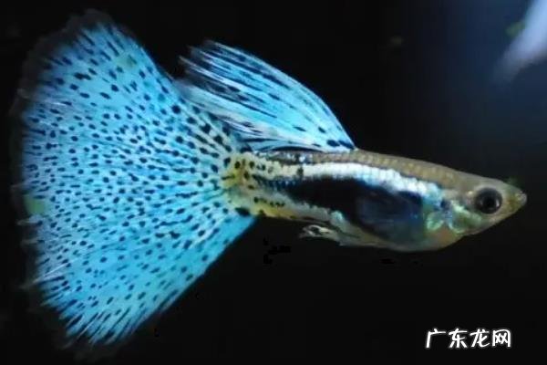 凤尾鱼多久繁殖一次