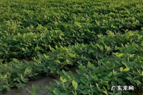 花生根腐病的治疗方法,该怎么预防