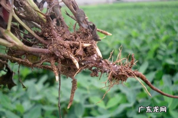 花生根腐病的治疗方法,该怎么预防