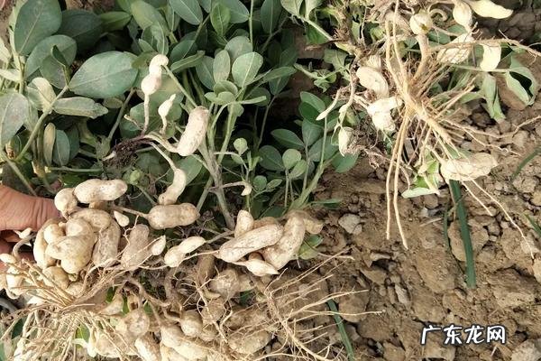 花生根腐病的治疗方法,该怎么预防