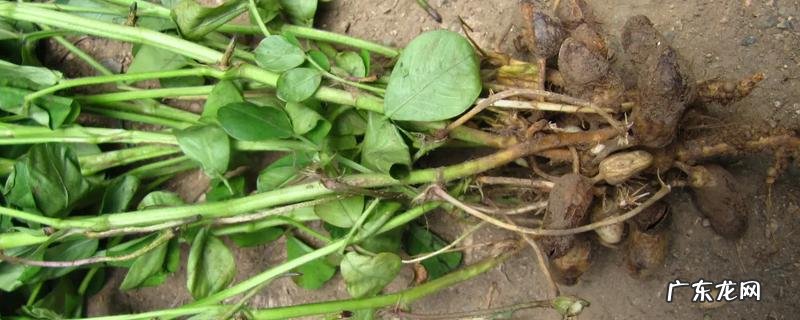 花生根腐病的治疗方法,该怎么预防