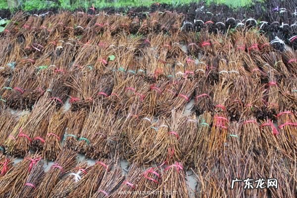 人工养殖金蝉的方法