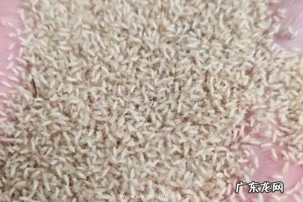 人工养殖金蝉的方法