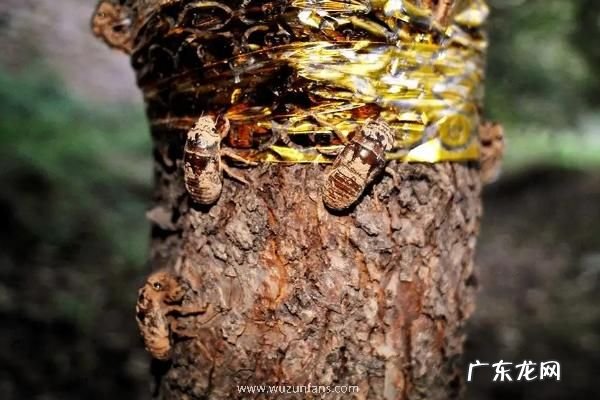 人工养殖金蝉的方法