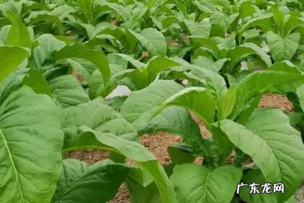 烤烟何时施钾肥比较好,施肥的注意事项