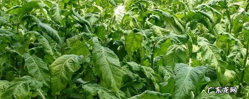 烤烟何时施钾肥比较好,施肥的注意事项