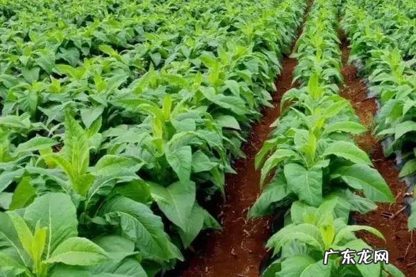 烤烟何时施钾肥比较好,施肥的注意事项