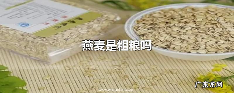 燕麦是粗粮吗