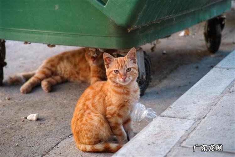 不要与其过于亲密接触 接触流浪猫时应该注意哪些问题