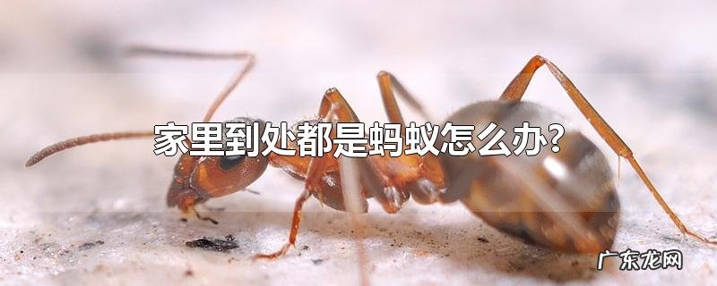 家里到处都是蚂蚁怎么办?