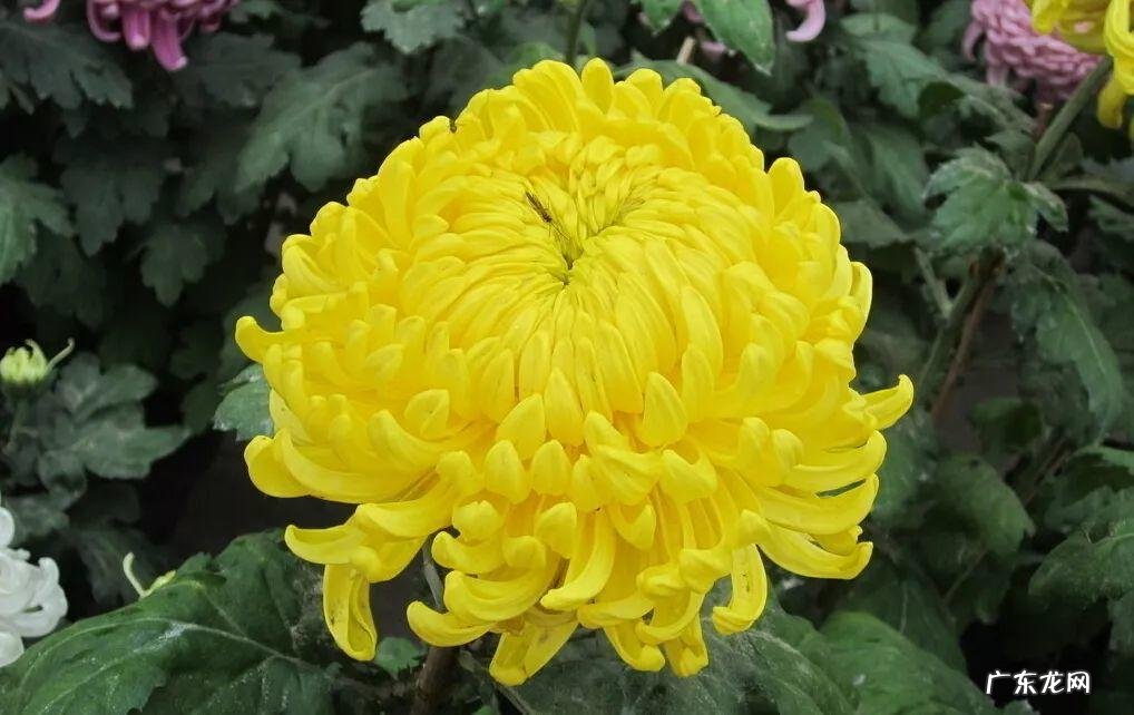 角煞是什么 角煞是什么意思