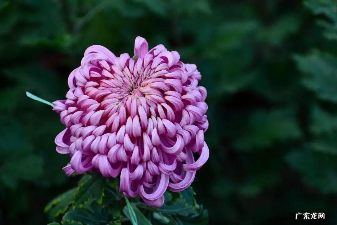 角煞是什么 角煞是什么意思