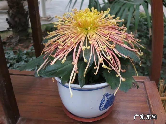 角煞是什么 角煞是什么意思