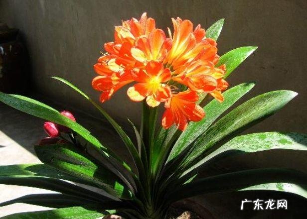 角煞是什么 角煞是什么意思