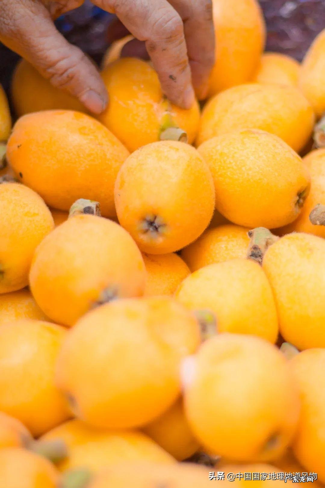 阳台种荔枝树风水好吗 水井旁边种荔枝树风水好吗