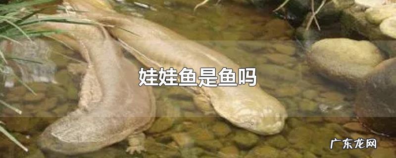娃娃鱼是鱼吗