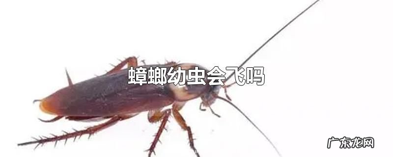 蟑螂幼虫会飞吗