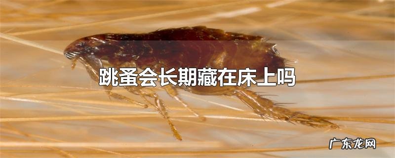 跳蚤会长期藏在床上吗