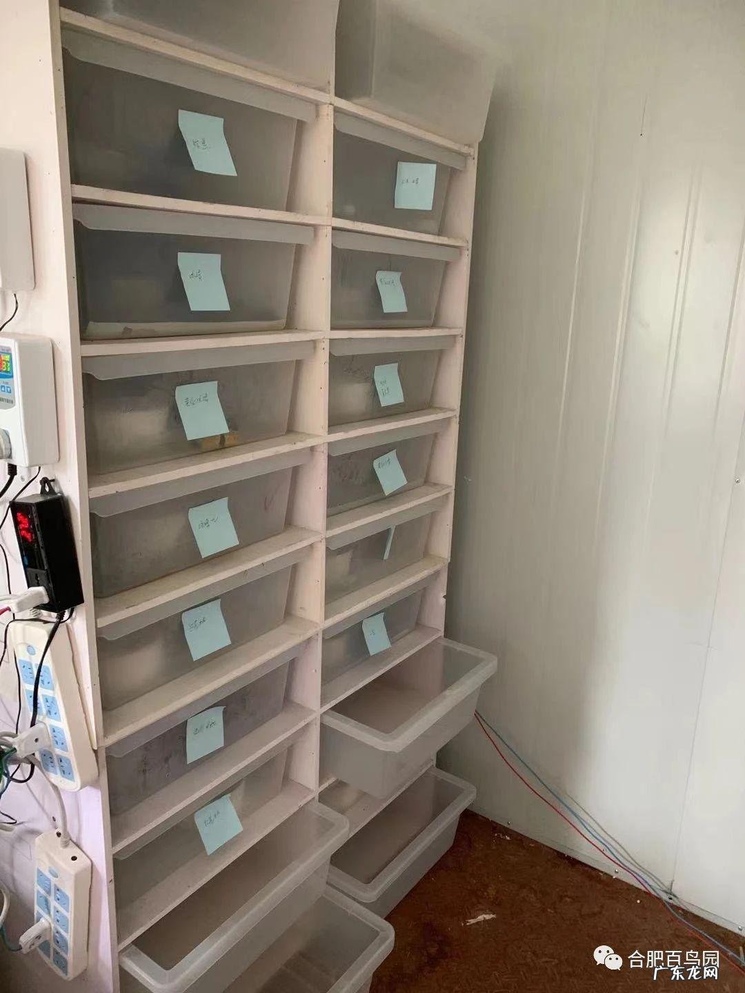 家里养蛇风水好不好