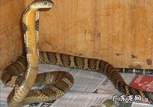 家里养蛇风水好不好