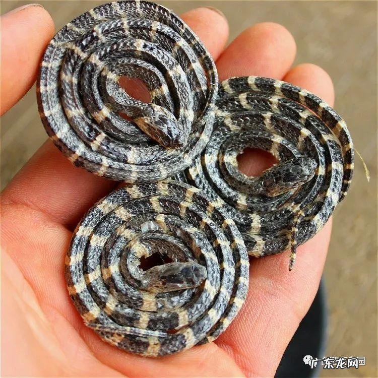 家里养蛇风水好不好