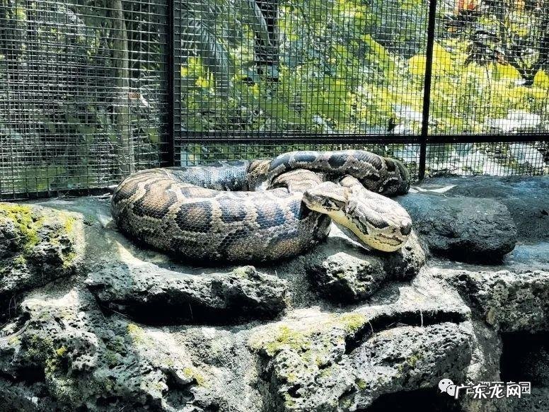家里养蛇风水好不好