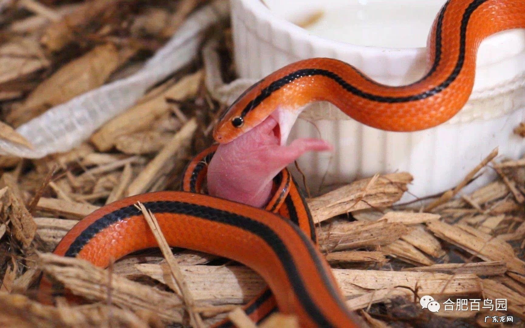 家里养蛇风水好不好