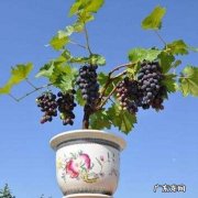 适合露台种植的葡萄品种 露台种植葡萄风水讲究