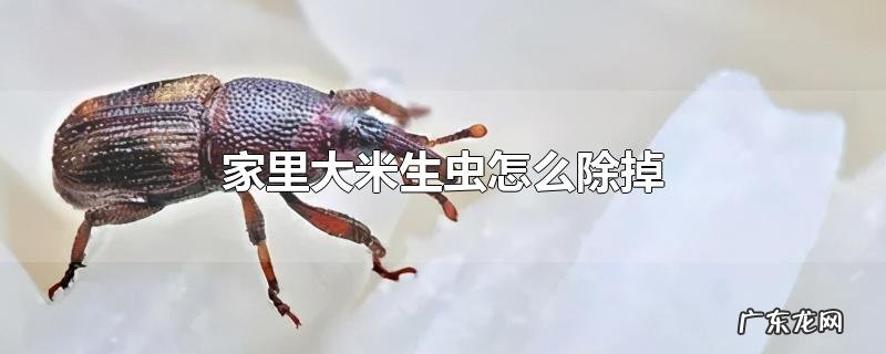 家里大米生虫怎么除掉