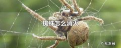 蜘蛛怎么消灭