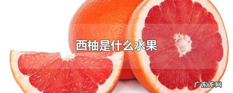 西柚是什么水果