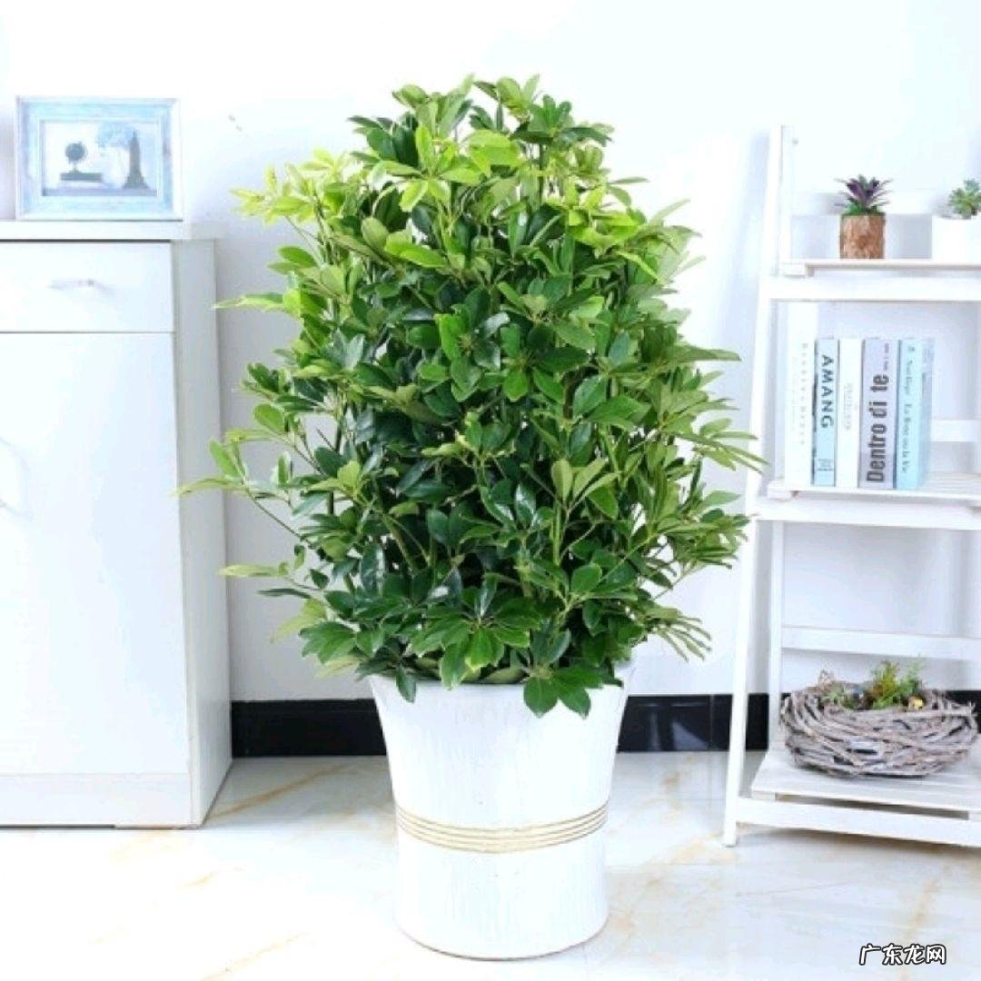 鸭脚木风水作用到底是什么 鸭脚木的风水寓意是什么