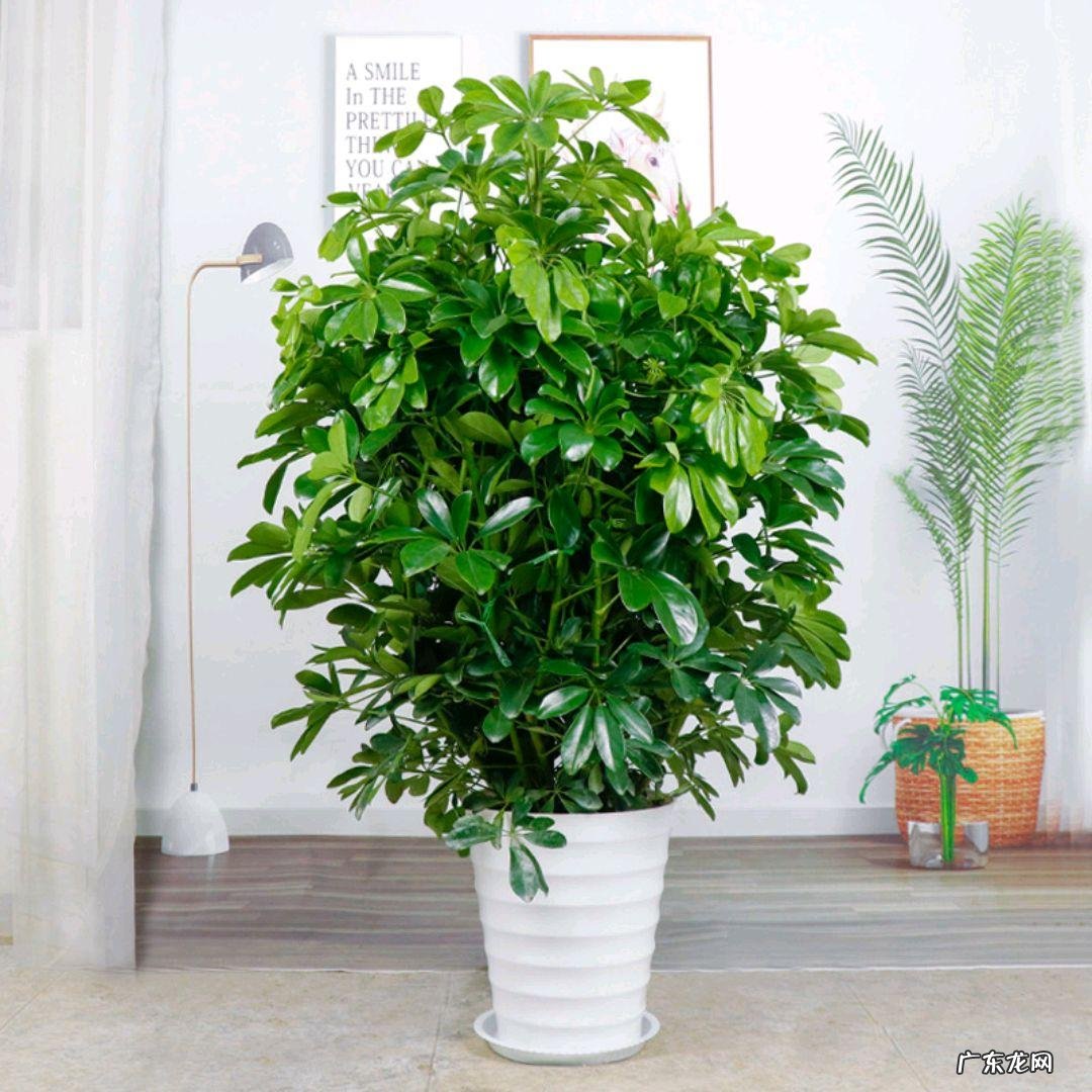 鸭脚木风水作用到底是什么 鸭脚木的风水寓意是什么