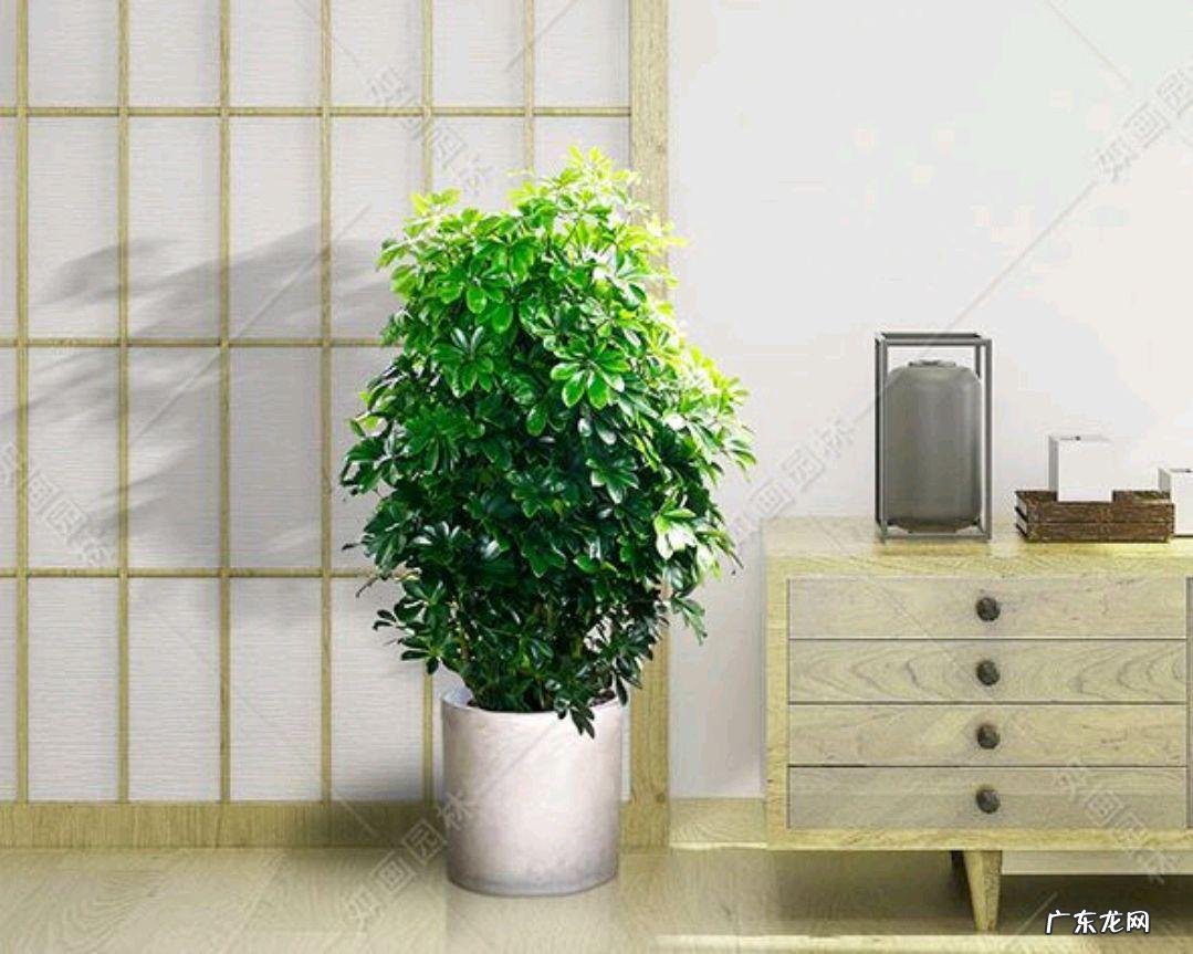 鸭脚木风水作用到底是什么 鸭脚木的风水寓意是什么