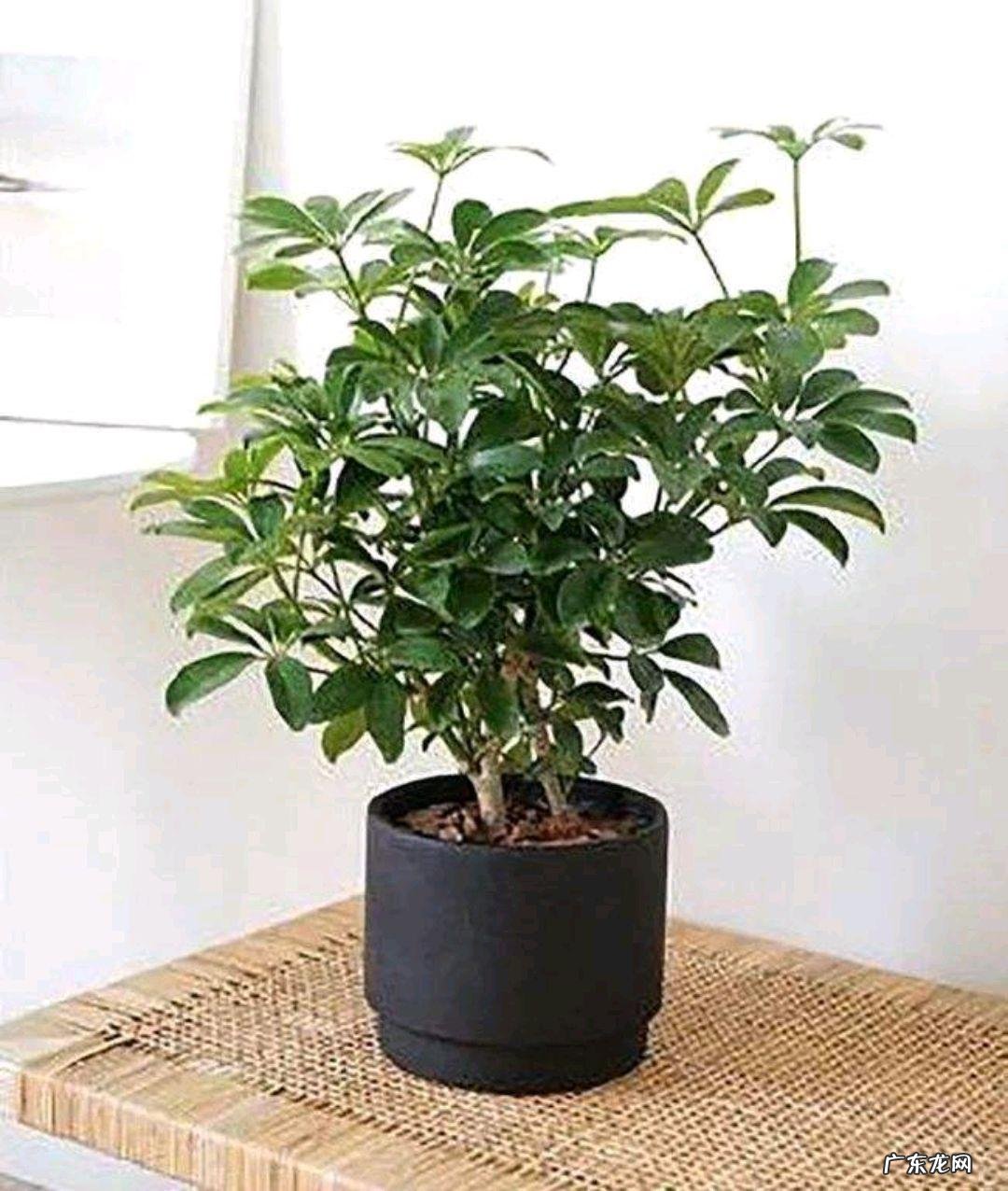 鸭脚木风水作用到底是什么 鸭脚木的风水寓意是什么