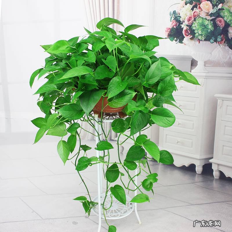 客厅最旺宅的大型植物 大厅旺风水的植物是什么