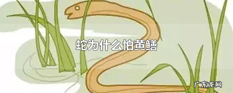 蛇为什么怕黄鳝