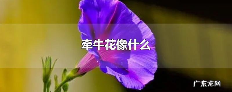 牵牛花像什么