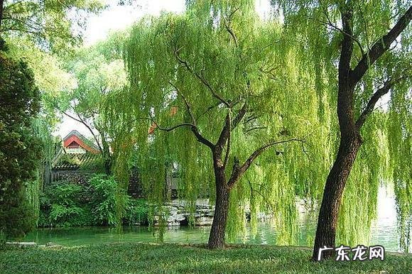 杨树在风水中的作用是什么