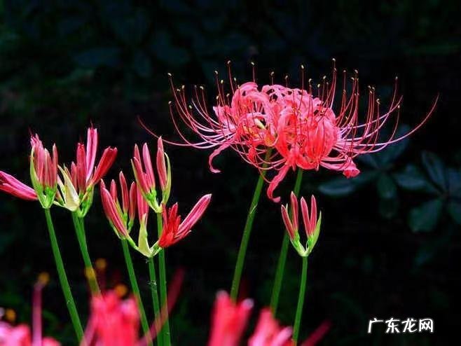 家里种菊花对风水有影响吗 院里种菊花风水好吗