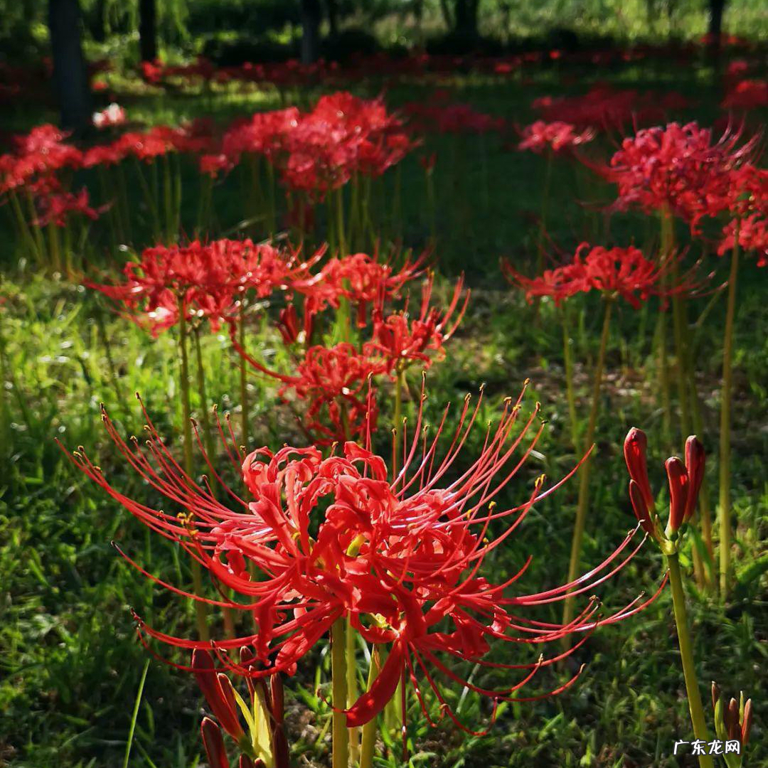 家里种菊花对风水有影响吗 院里种菊花风水好吗