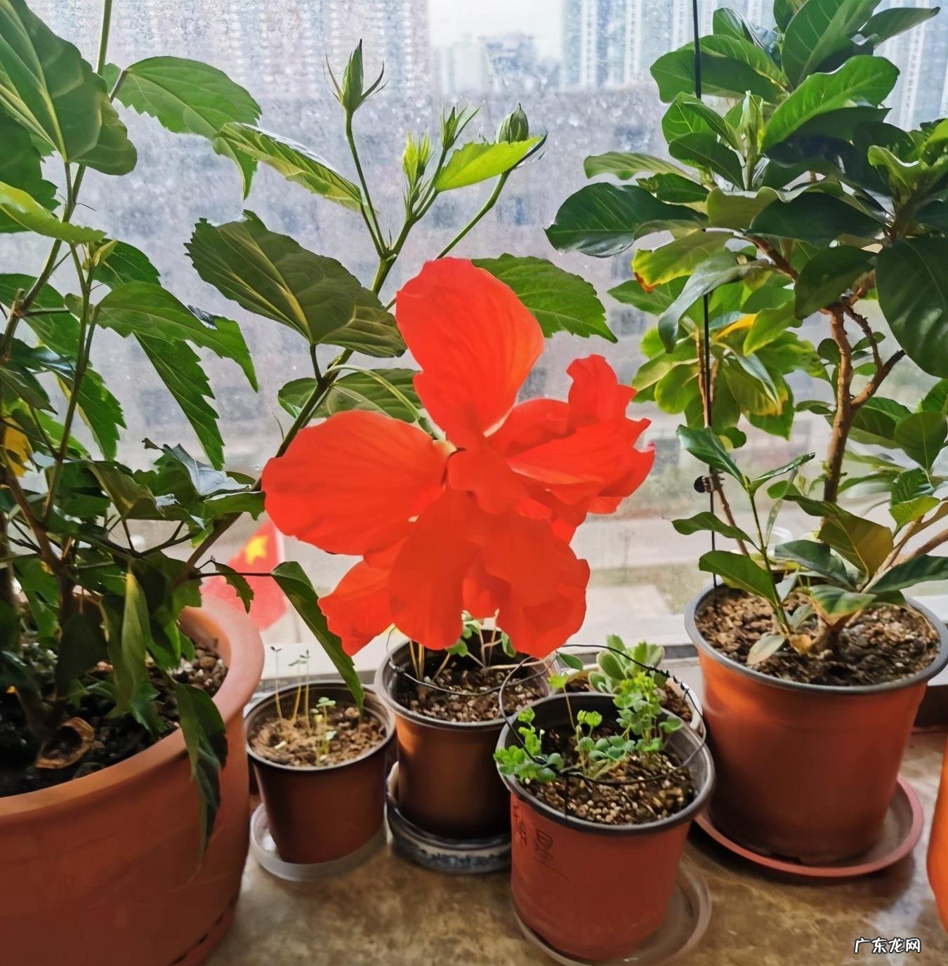 家里种菊花对风水有影响吗 院里种菊花风水好吗