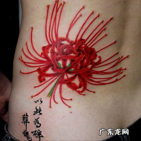 家里种菊花对风水有影响吗 院里种菊花风水好吗