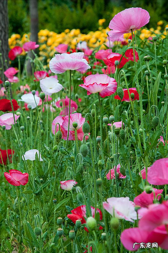 家里种菊花对风水有影响吗 院里种菊花风水好吗