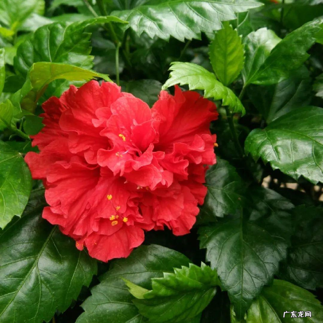 家里种菊花对风水有影响吗 院里种菊花风水好吗
