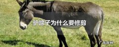 驴蹄子为什么要修剪
