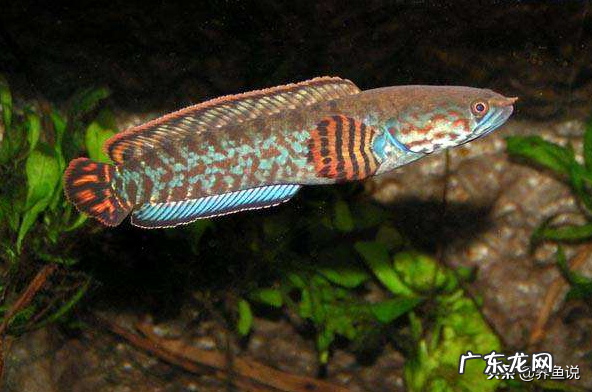 风水鱼养哪种最好养