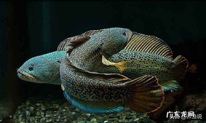 风水鱼养哪种最好养