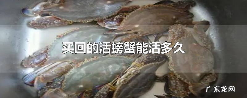买回的活螃蟹能活多久