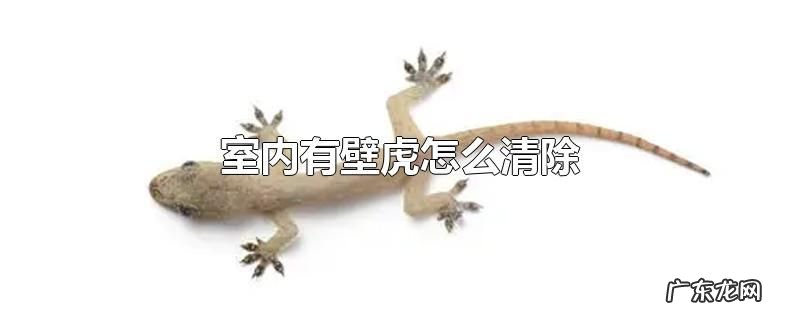 室内有壁虎怎么清除